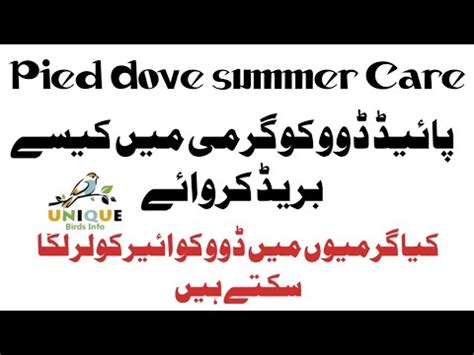 Pied Dove Summer Care Pied Dove Summer Food Pied Dove Summer