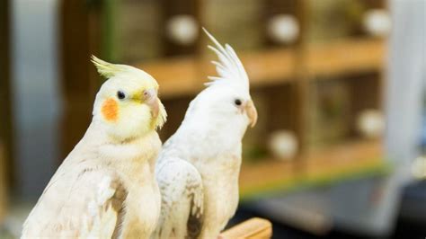 Cockatiel Nesting Behavior