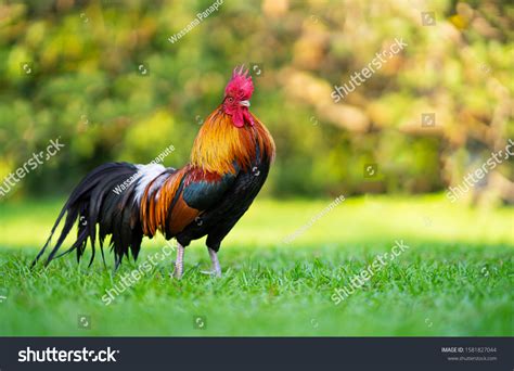 5,782,785 imágenes de Gallo - Imágenes, fotos y vectores de stock ...