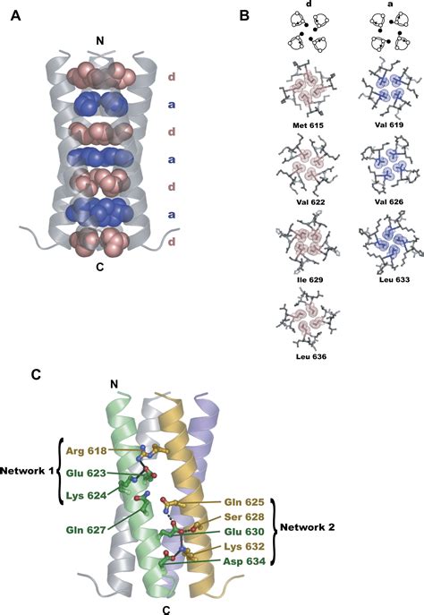 Structural Insight Into KCNQ Kv7 Channel Assembly And Channelopathy