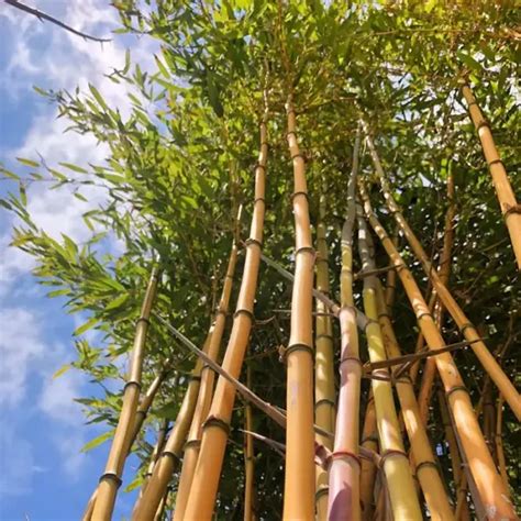 Phyllostachys Aurea Zlatni Bambus Rasadnik Mihalek