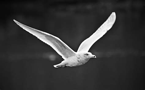 Seagull Flying Black And White Birds Desktop Wallpapers 2560x1600