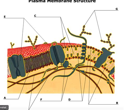 Plasma Membrane Structure Diagram Quizlet