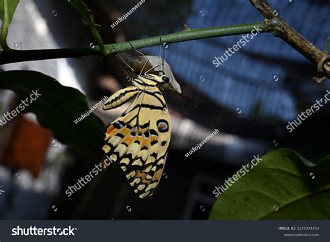 Butterfly Coming Out Of Cocoon Black And White