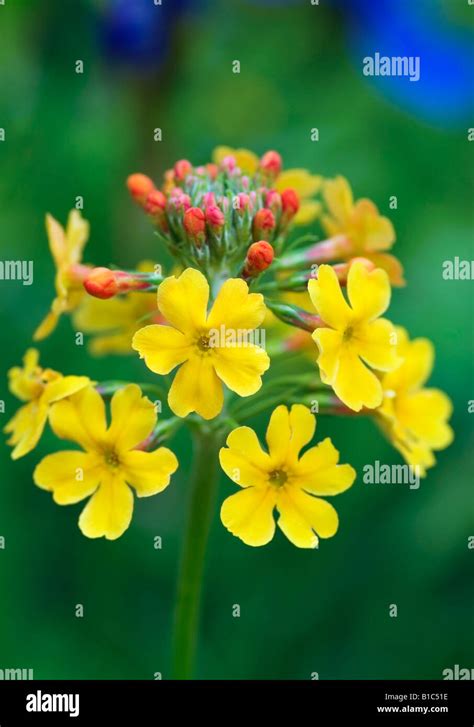 PRIMULA BULLEYANA CANDELABRA PRIMULA Stock Photo - Alamy