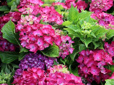 Hortensja Ogrodowa HOT RED PURPLE Internetowy Sklep Ogrodniczy Podkarpackie Sady