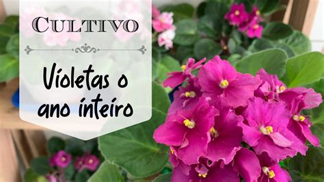 Como cultivar violetas de forma FÁCIL e ter flores o ano inteiro YouTube