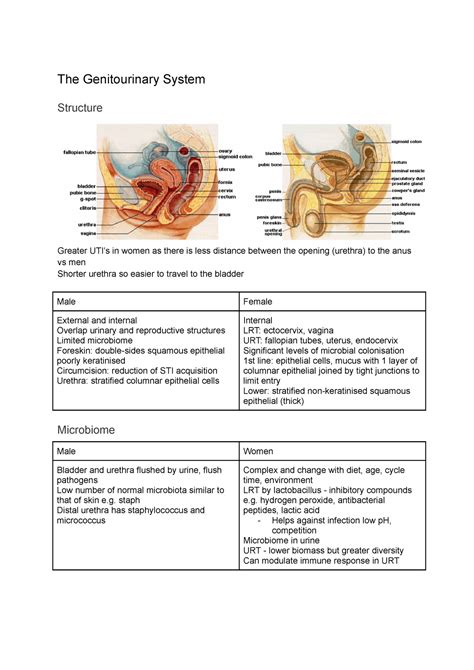 The Genitourinary System The Genitourinary System Structure Greater