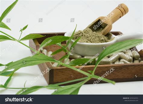 Andrographis Extract Powder Herbal Capsule Andrographis Stock Photo