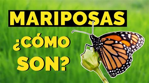 Qué Comen las MARIPOSAS y Cómo son YouTube