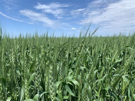 Fungicide Trials: Miravis Ace vs Prosaro XTR — Pitura Seeds