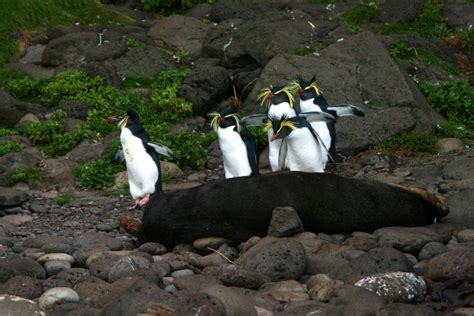 Northern Rockhopper Penguin: Is This Animal Endangered?