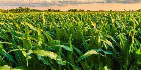 Produ O De Milho Por Hectare Veja Como Calcular O Rendimento