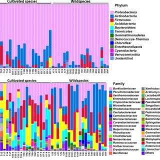 Bacterial Taxonomic Composition Of Seed Endophytes Of Wild And