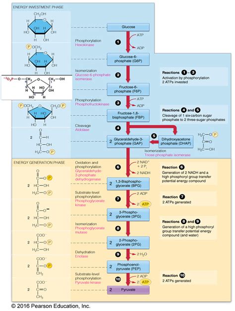 Glycolysis Diagram | Quizlet