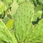 Los Beneficios Del Nopal Y Sus Propiedades Curativas Beneficios