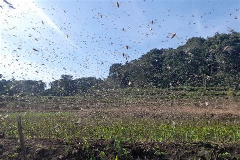 Foto Hama Belalang Serang Lahan Padi Di Sumba Timur Kementan