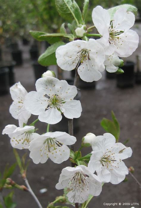 Fruit Cherry Montmorency Urban Tree Farm Nursery