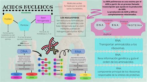 Ácidos Nucleicos Pulpiniya uDocz