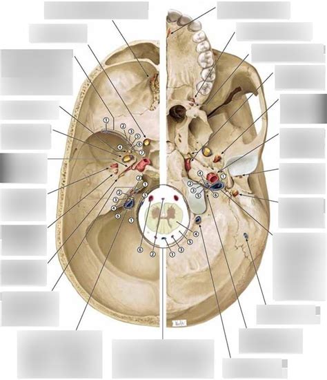 Skull Foramen And What Goes Through Diagram Diagram Quizlet