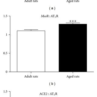 A Representative Immunolocalisation Images Of AT1R AT2R MasR And