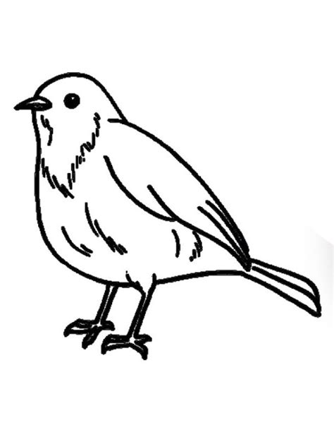 Robin Coloring Pages Free Printable Pdf
