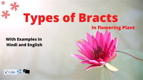 Types of Bracts With Examples in Hindi & English | flower - YouTube