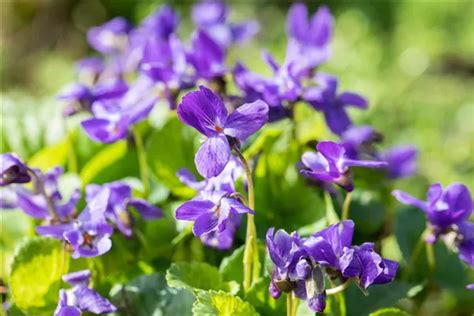 Viola Odorata K Nigin Charlotte Garten Duft Veilchen K Nigin