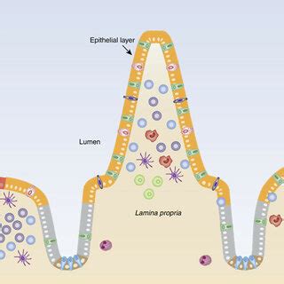 Schematic view of the intestinal epithelium and underlying immune ...