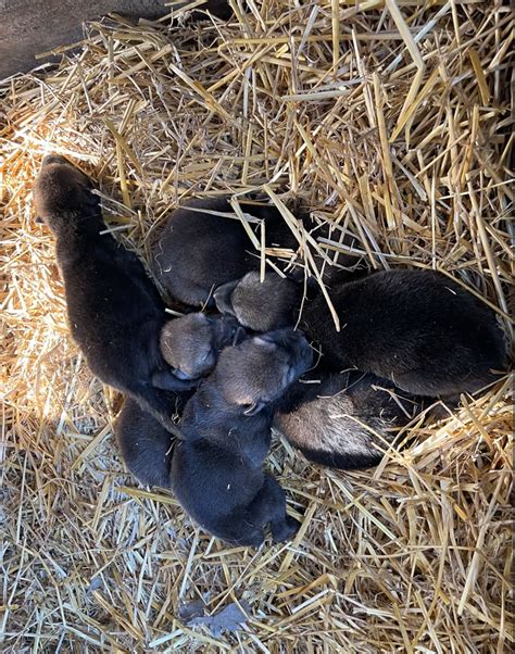 Litter Of 6 Rare Red Wolf Pups Born At South Dakota Zoo Pet Rescue