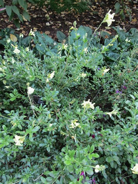 Salvia Greggii Sungold An Autumn Visit To Nymans Garden Flickr