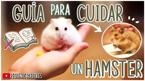 Guía para criar hámsters en casa Roedores Domésticos