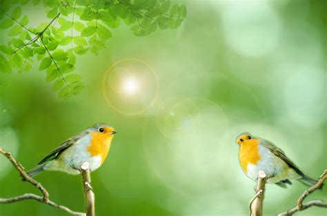 Birds Free Stock Photo - Public Domain Pictures