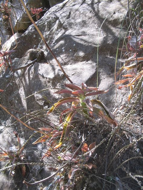 Echeveria Rulfiana From Tolim N Jal M Xico On December At