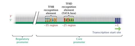 Draw A Schematic Diagram To Show Semiconservative Nature Of Dna