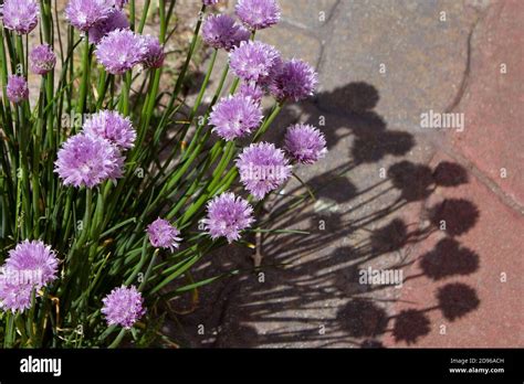 Purple Chive Flowers With Shadows Against Block Paving Stock Photo Alamy