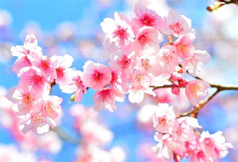 Gambar Bunga Sakura Di Jepang - IMAGESEE