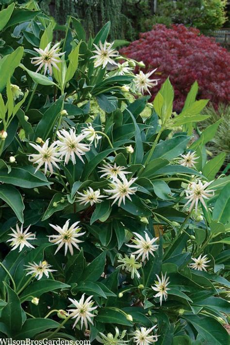 Star Anise Flower