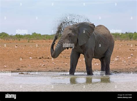 African Elephant Loxodonta Africana Bull Cooling Off At Water Hole Etosha National Park Namibia