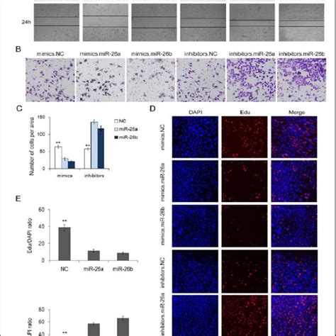 MiR 26a B Regulates The Proliferation And Migration Of MGC803 Cells