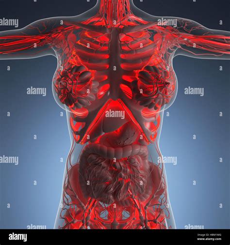 Capillaries Human Diagram
