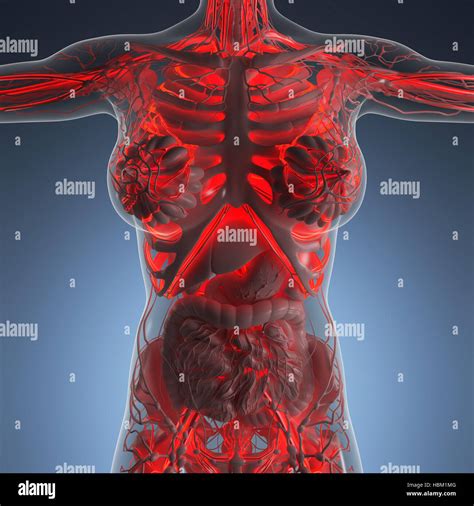 Human blood vessels hi-res stock photography and images - Alamy