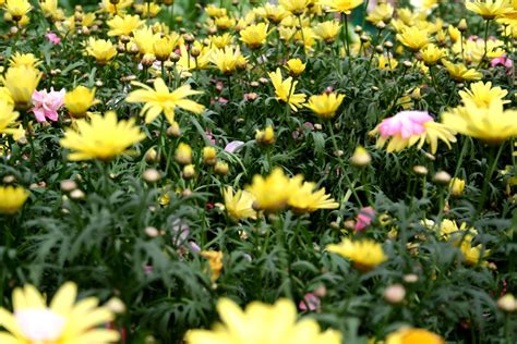 Field Flowers Flowers Free Nature Pictures By Forestwander Nature Photography