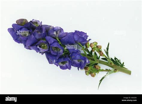 Medicinal Plant Monkshood Aconitum Napellus Eisenhut Stock Photo Alamy