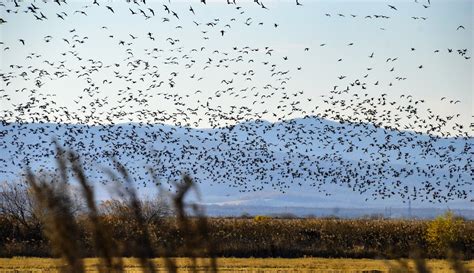 In Heilongjiang Migratory Birds Take A Break Asia News NetworkAsia