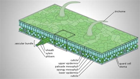 Tissue System in plant | PPT