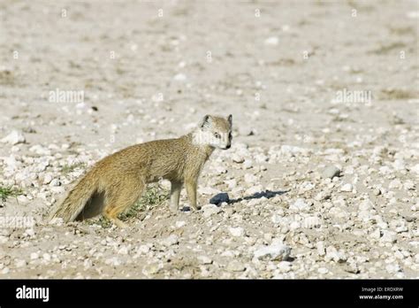 Yellow Mongoose Etosha Namibia Hi Res Stock Photography And Images Alamy
