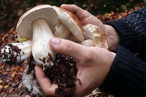 Fiche Champi Tout Sur Le C Pe Raconte Moi La Nature