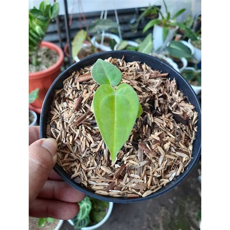 Jual Silangan Anthurium Warocqueanum X Ace Of Spades Hybrid Shopee