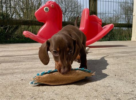 Chien Teckel poil ras Une dernière danse D an Nor Vras